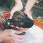 Mocha in the bath