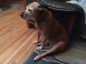 old dog with gray muzzle sitting by a chair