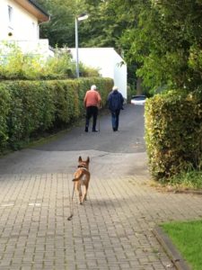 dog following two people on a path