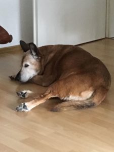 old dog lying on floor