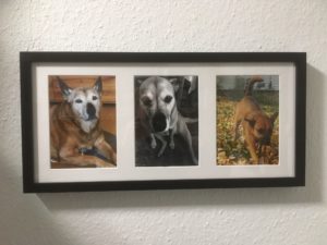 dog photos