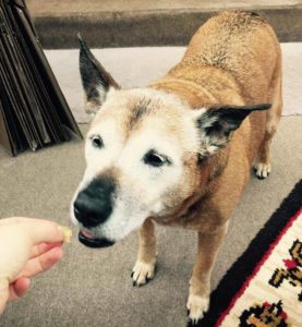 alter Hund mit weißem Gesicht