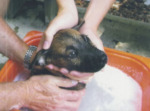 puppy being washed in tub