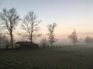 Landschaft mit Bäumen und Nebel