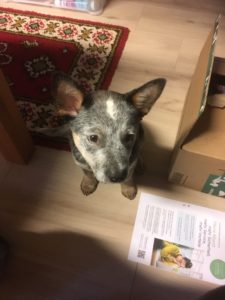 australian cattle dog